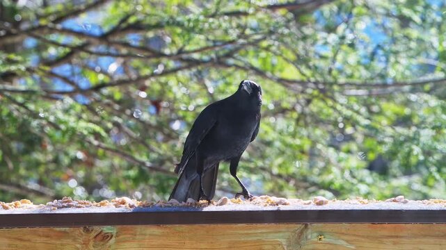 Fish or American crow bird perched on balcony on sunny cold winter snow in Virginia, eating suet feed flying away macro closeup