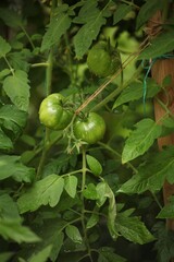 Fototapeta premium Unripe green tomatoes growing on vine tied to support in vegetable garden. Fresh tomato fruits developing on plant with leaves and stems in natural organic cultivation.