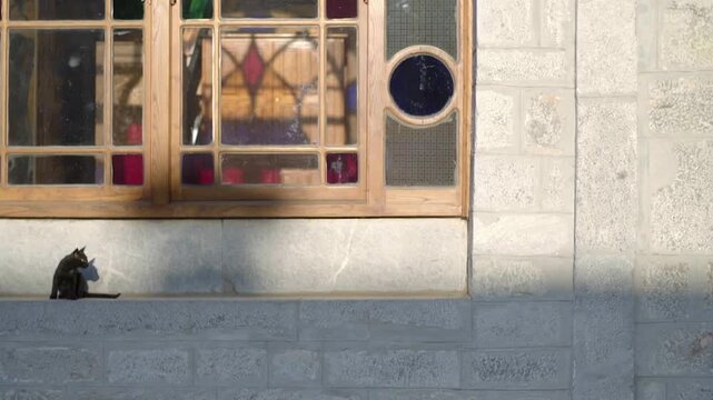 Small black cat resting on a stone ledge outside a window and then walking away