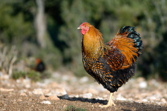 golden wyandotte