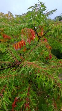 Red autumn leaves of staghorn sumac (Rhus typhina) in a garden, Ukraine