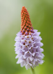 Zarte Blüten der Fackellilie erblühen im Frühjahr, freigestellt © Winfried