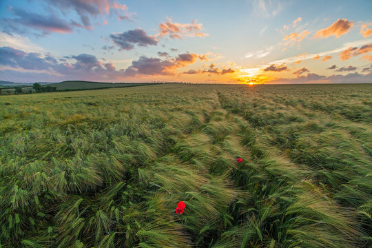 Two red poppies growing in a Wheat field on a summer day at sunset, Dorset, England, UK