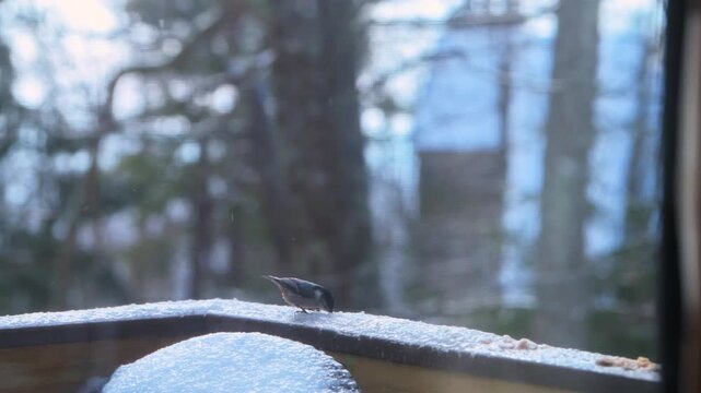 Nuthatch white breasted wild bird eating suet seed on home house balcony in winter snow, falling ice snowing in Virginia macro closeup