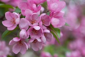 Fototapeta premium Bright pink apple tree flowers in spring. Gardening, fruit trees, beauty of nature.
