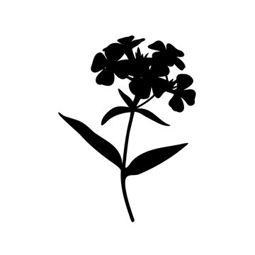 Black silhouette of a phlox flower with stem and leaves isolated