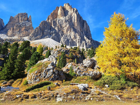 Dolomites mountain landscape with yellow tree on the background of langkofel mountain in autumn.