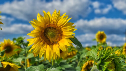 Sunflower in a field on hot summer day in southern region of Russia.