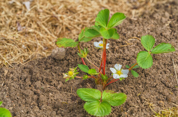 Strawberry bush with white flowers in an early spring garden