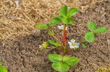 Strawberry bush with white flowers in an early spring garden © larisa_stock
