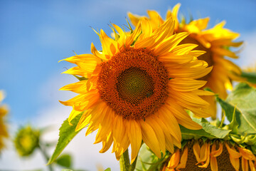 Sunflower in a field on hot summer day in southern region of Russia.