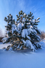 A large pine tree under the snow, in winter in Russia.