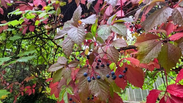 Purple berries of wild grape (Vitis vinifera ssp. sylvestris) with red leaves in autumn in a garden, Ukraine