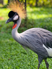 Fototapeta premium Close up of Crowned crane in the zoo garden