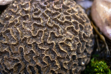 Close up texture of a natural brain coral. Platygyra daedalea