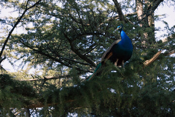 Fototapeta premium Colorful male peacock perched high on a tree branch with long iridescent tail feathers, wildlife scene in natural daylight with detailed plumage and forest background.
