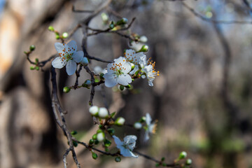 Obraz premium White Cherry Blossom in Spring 