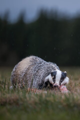 European badger (Meles meles) feeding on prey in a natural forest habitat at dusk. © Rudolf