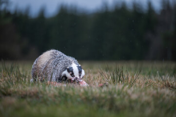 European badger (Meles meles) feeding on prey in a natural forest habitat at dusk. © Rudolf