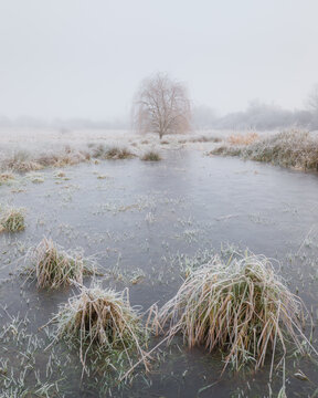 Frost covered tree by a frozen lake near Ely, Cambridgeshire, England, UK