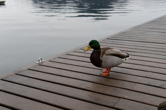 Mallard duck on lake in overcast weather, natural waterscape