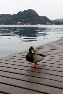 Mallard duck on lake in overcast weather, natural waterscape