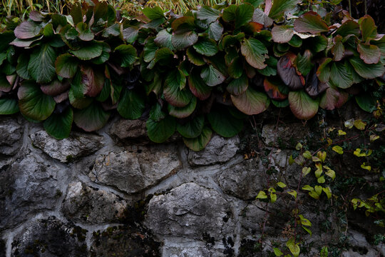 Green bush growing on rock, nature close up