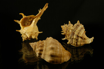 Fototapeta premium Mediterranean murex (Thais haemastoma, Bolinus brandaris, Phyllonotus trunculus). From these mollusks, the Phoenicians and Romans extracted purple, used to dye fabrics. Sardinia, Italy.
