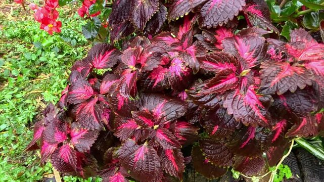 Close-up of bright leaves of the ornamental plant Coleus (Coleus spp.) in a garden in autumn, Ukraine