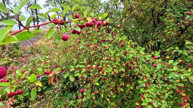 Red fruits on a shrub of Cotoneaster divaricatus in a garden in autumn, Ukraine.