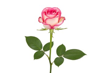 A single pink rose with green leaves on a stem, viewed from the front, showcasing its delicate petals and vibrant color in a close-up shot.