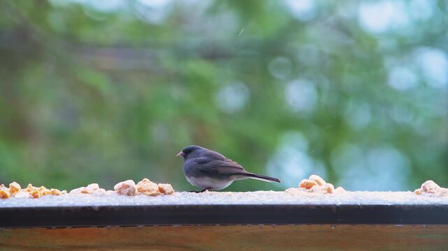 Dark-eyed junco wild bird perched on balcony perch on cold winter in Virginia, eating suet feed and flying away macro closeup