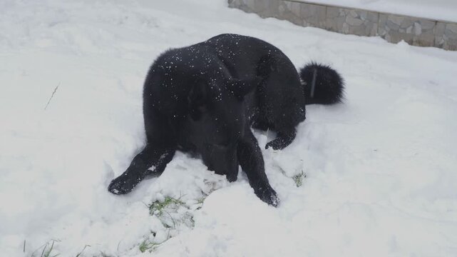 Black German Shepherd playing in the fresh white snow, dog lying on the snow nibbling and playing bone