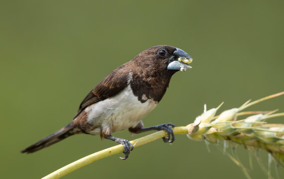 White-rumped Munia (Lonchura striata) feeding on a wheat grain in a natural field.