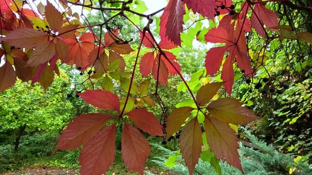 Red leaves of wild grape (Parthenocissus sp.) in autumn in a garden, Odessa.
