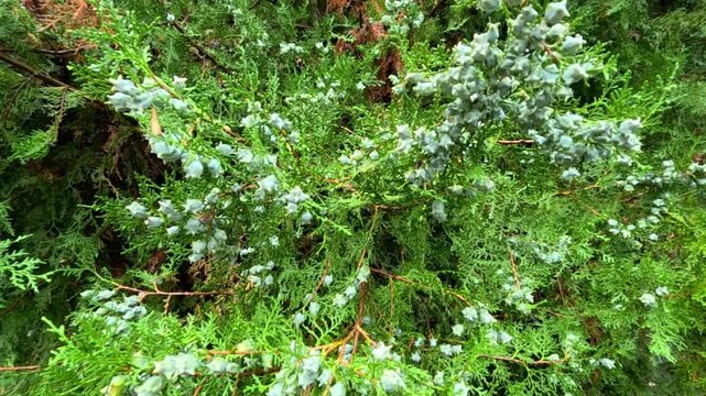 Green seed cones of Platycladus orientalis against a background of green stems
