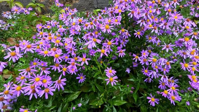 Many purple inflorescences of Aster amellus in a garden setting, ornamental landscape design.