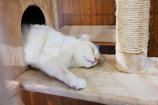 Cute White Cat Sleeping Peacefully on a Cat Tower