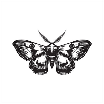 Moth Icon Collection. Solid style icons of moth relatives: luna moth, hawk moth, atlas moth, emperor moth, silk moth, tiger moth,
