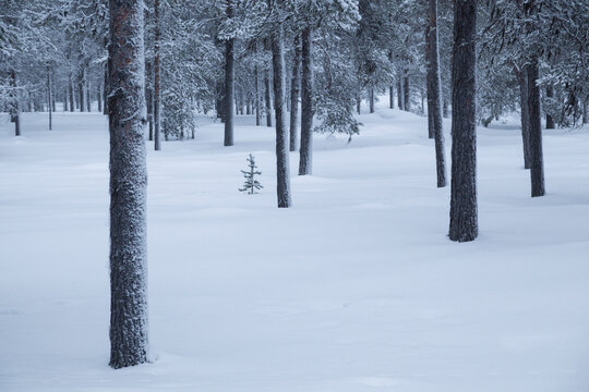 Spruce trees in a Taiga forest on a snowy winter day, Finland