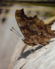 Comma butterfly with closed wings on wooden post © Samuel