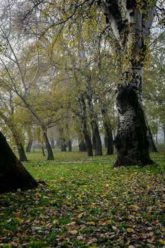 Park with leafless trees and green lawn in fog