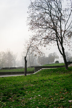 Park with leafless trees and green lawn in fog