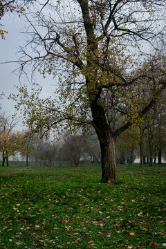 Park with leafless trees and green lawn in fog