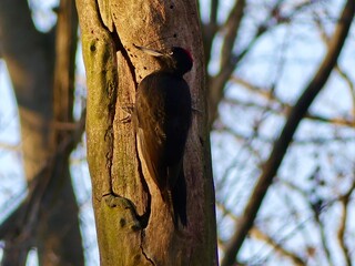 Black woodpecker climbing tree trunk in forest