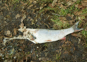 Leftover dead caught grass carp fish white Amur Ctenopharyngodon idella, lying in the grass after eurasian Lutra lutra otter predator eat the small portion, focused picture. Ecosystem nature life food
