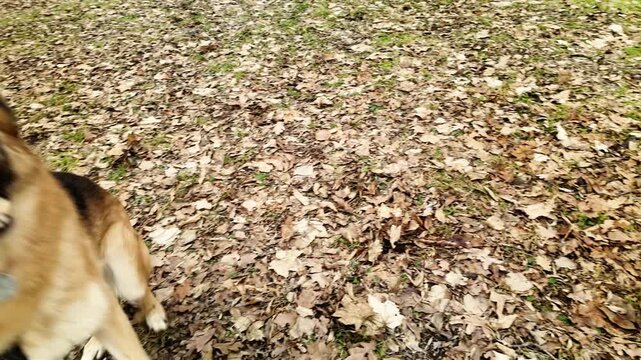 Energetic German shepherd dog jumping and barking on a ground covered with autumn leaves in a forest park. Concept of active pet, outdoor play, canine behavior and companion animal lifestyle