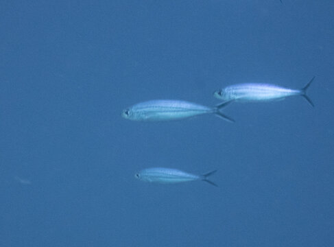 Boga