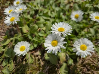Obraz premium white daisy flowers with yellow centers blooming in green grass on sunny spring day, natural meadow plants growing outdoors in fresh seasonal landscape