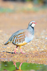 Obraz premium Red-legged Partridge 'Alectoris rufa' reflected by water, Ciudad Real, Spain